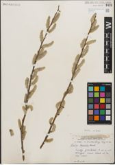 Foto von Salix humilis Marshall